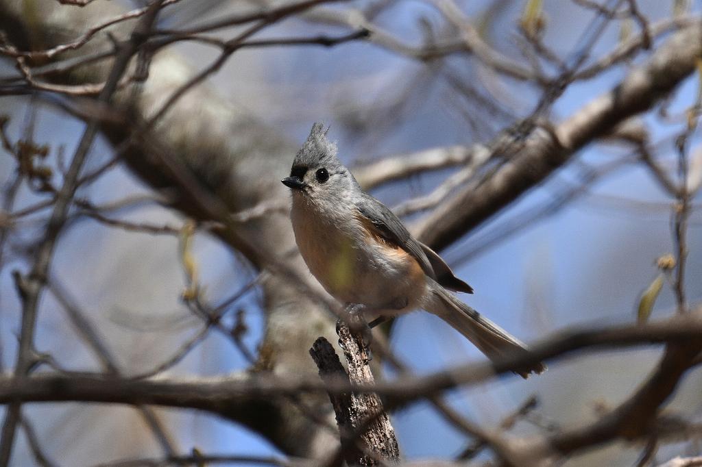2025-04236501 Broad Meadow Brook, MA.JPG - Tufted Titmouse. Broad Meadow Brook Wildlife Sanctuary, MA, 4-23-2025